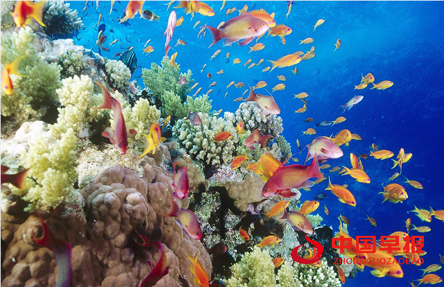 1730253482135297.png 海底2.png