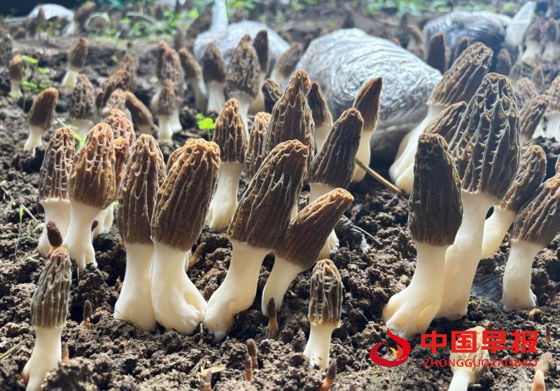 1744174838105047.jpg 4_副本.jpg