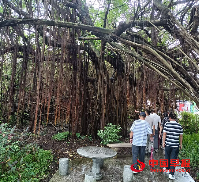 11参观榕树.png