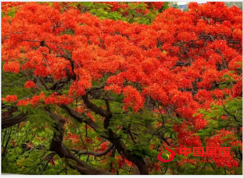 1754627500145020.png 4花树.png