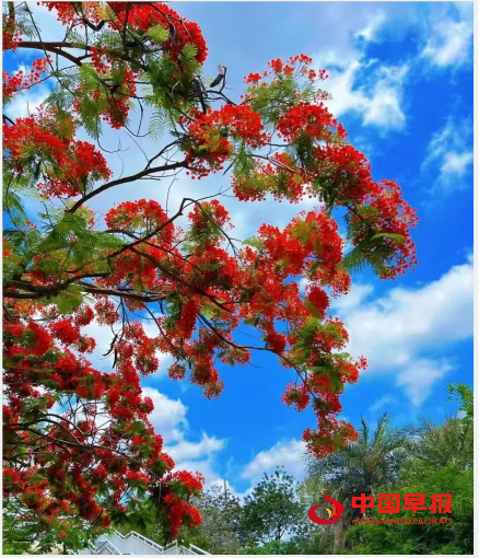 1754627531860592.png 6花树.png