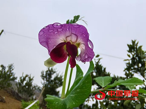 种花让生活更美好(图1) 种花让生活更美好(图1)